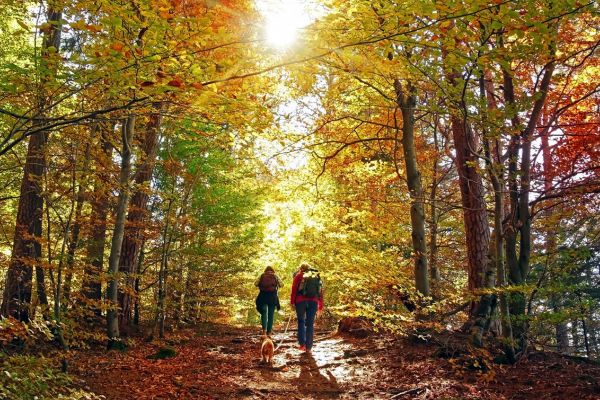 Kamperen herfst